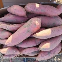 沙地红薯（烟薯25）各种规格大量现货供应。个人一手货价格