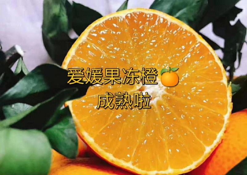 【实力】精品爱媛果冻橙大量上市口感纯甜可视频看货供全