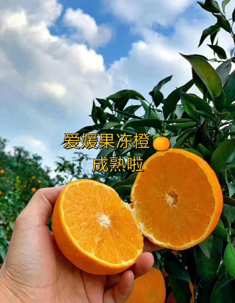 【实力】精品爱媛果冻橙大量上市口感纯甜可视频看货供全