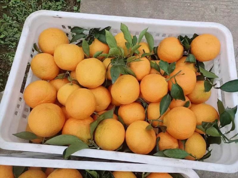 【实力】精品爱媛果冻橙大量上市口感纯甜可视频看货供全