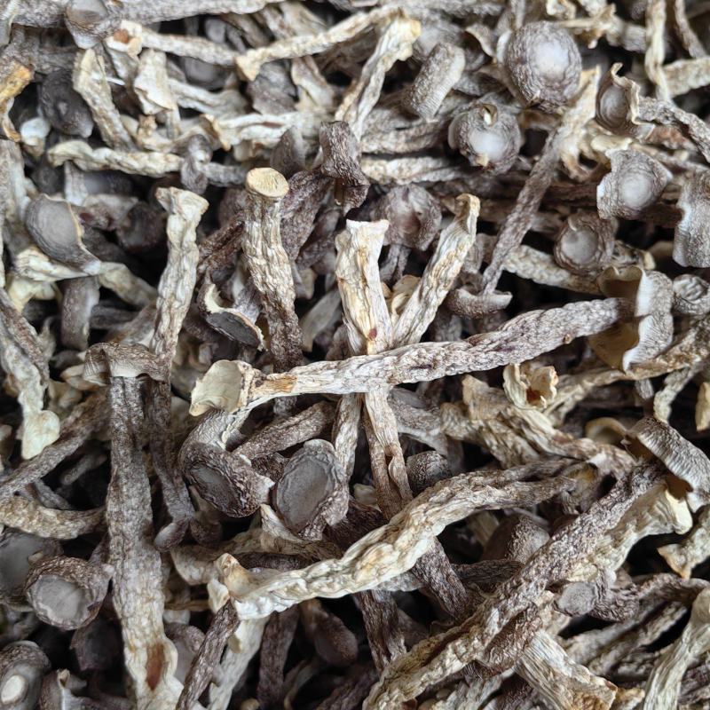 鲜烤中条鹿茸菇10斤装上市啦