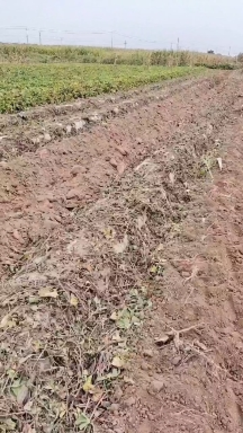 文水南张培红合作社红薯