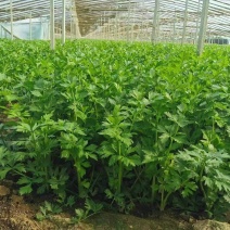 精品芹菜，产地直发，货源充足，欢迎靠谱老板长期合作。