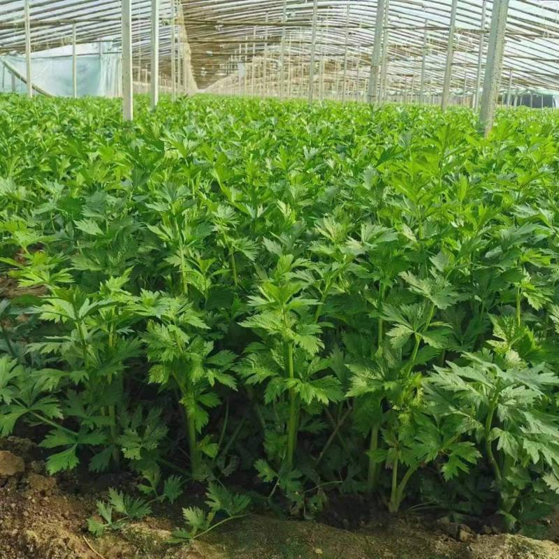 精品芹菜，产地直发，货源充足，欢迎靠谱老板长期合作。