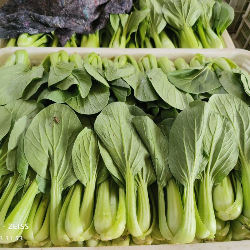 小油菜大量供应，一年四季有货，质量非常好，价格不贵，要的