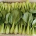 小油菜大量供应，一年四季有货，质量非常好，价格不贵，要的