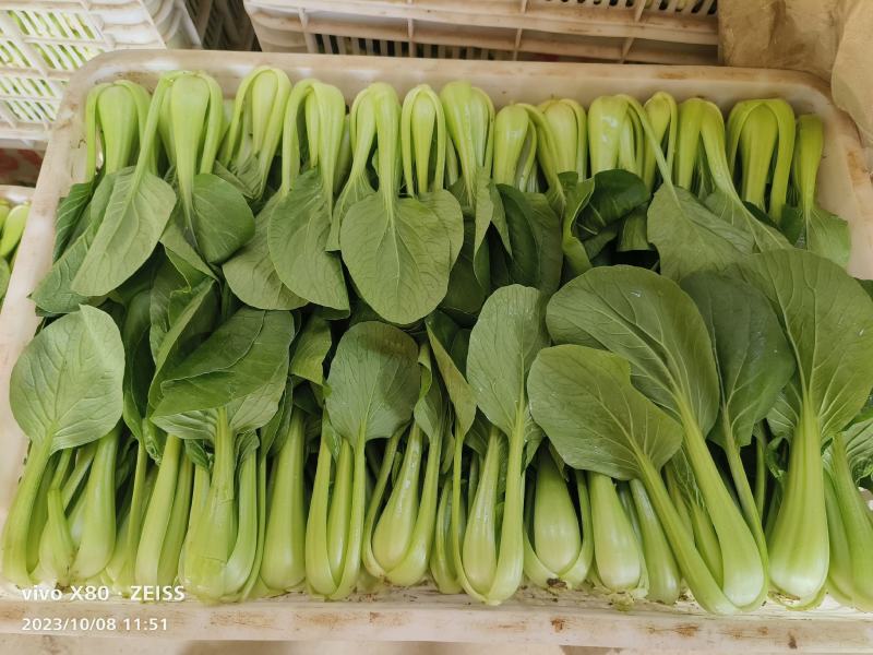 小油菜大量供应，一年四季有货，质量非常好，价格不贵，要的