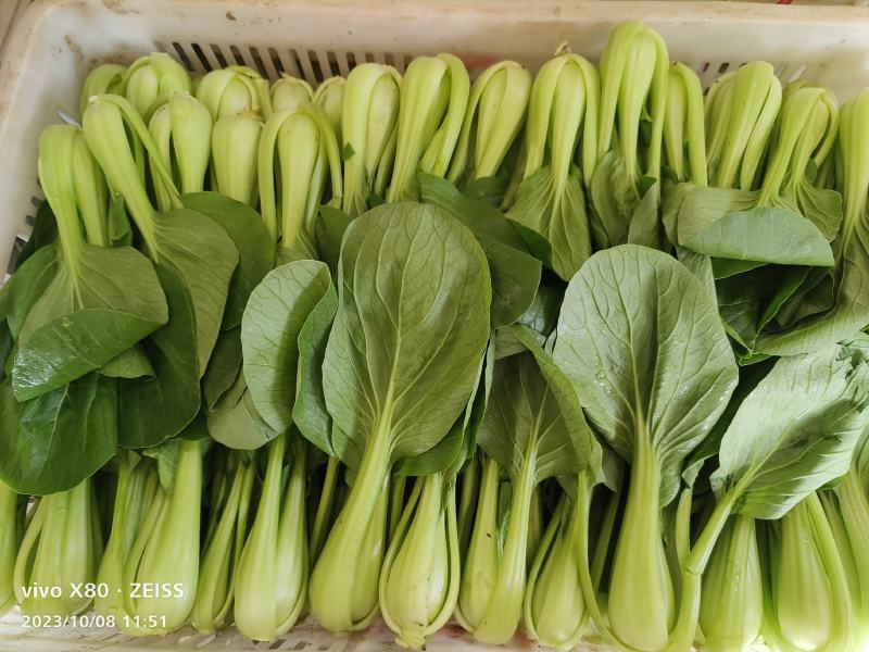 小油菜大量供应，一年四季有货，质量非常好，价格不贵，要的