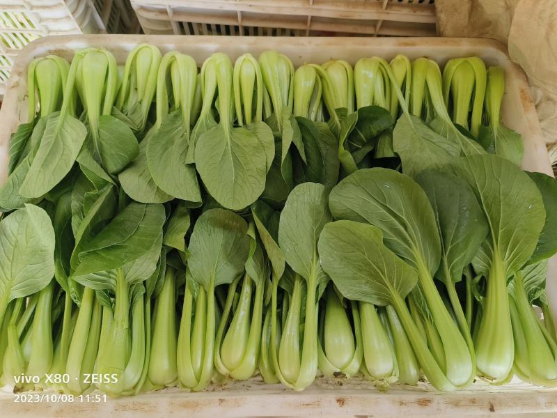 小油菜大量供应，一年四季有货，质量非常好，价格不贵，要的