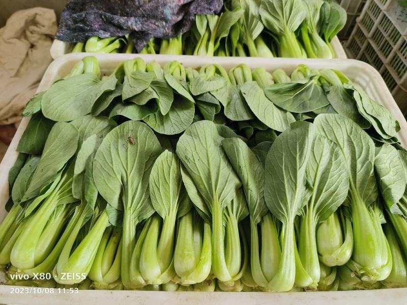 小油菜大量供应，一年四季有货，质量非常好，价格不贵，要的
