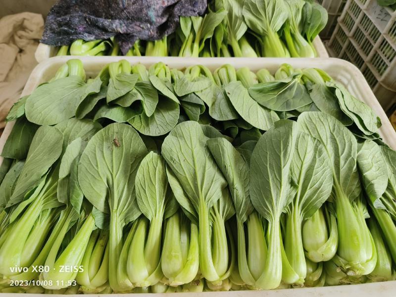 小油菜大量供应，一年四季有货，质量非常好，价格不贵，要的