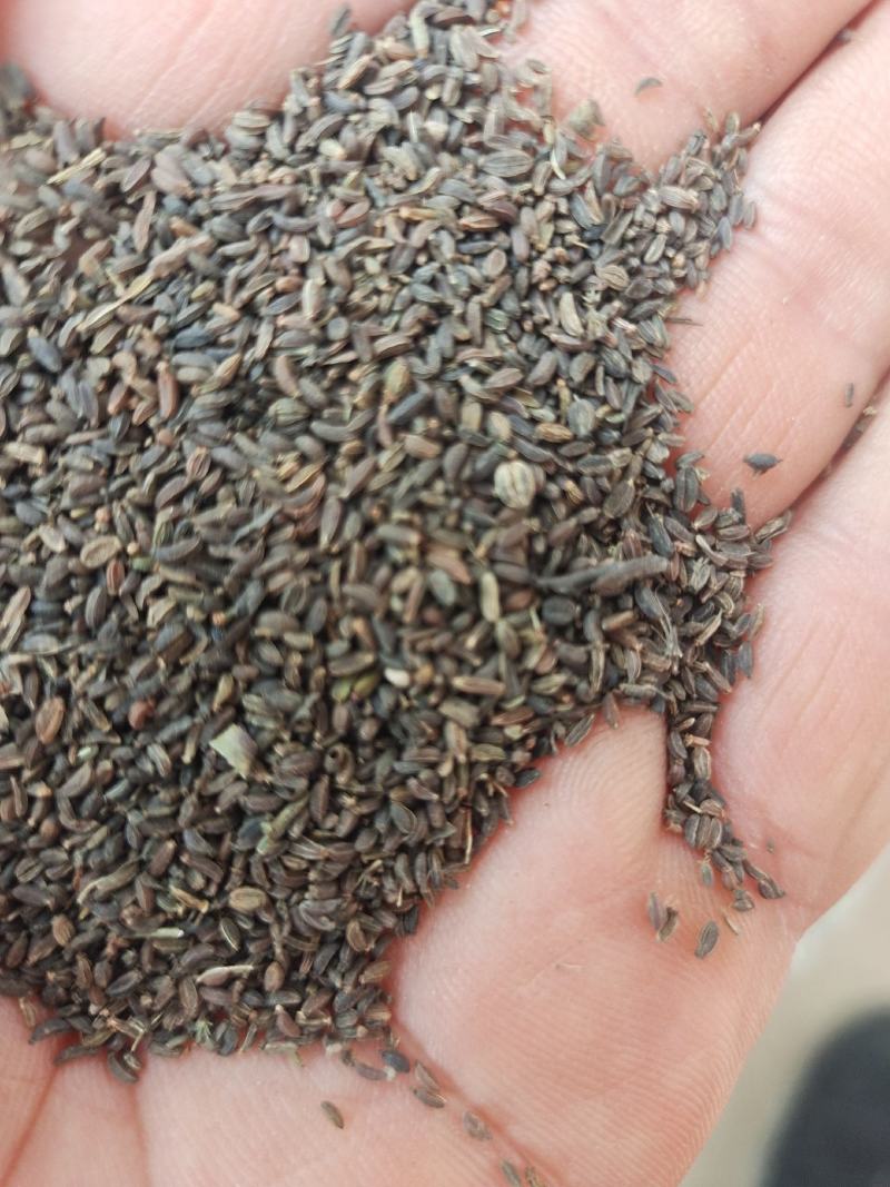 银柴胡种子新品种，保发芽保成活