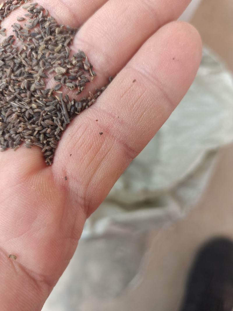 银柴胡种子新品种，保发芽保成活