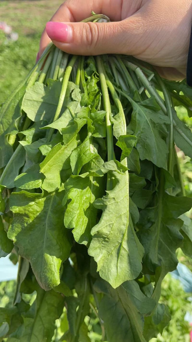 荠菜，基地直供蔬菜沙拉