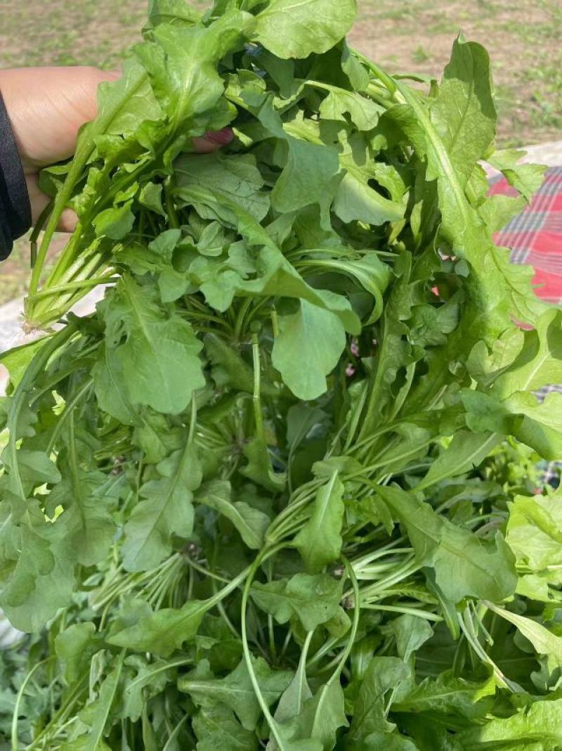 荠菜，基地直供蔬菜沙拉