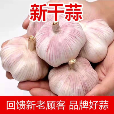 山东大蒜产地精品大蒜供应出口超市市场电商全国发货