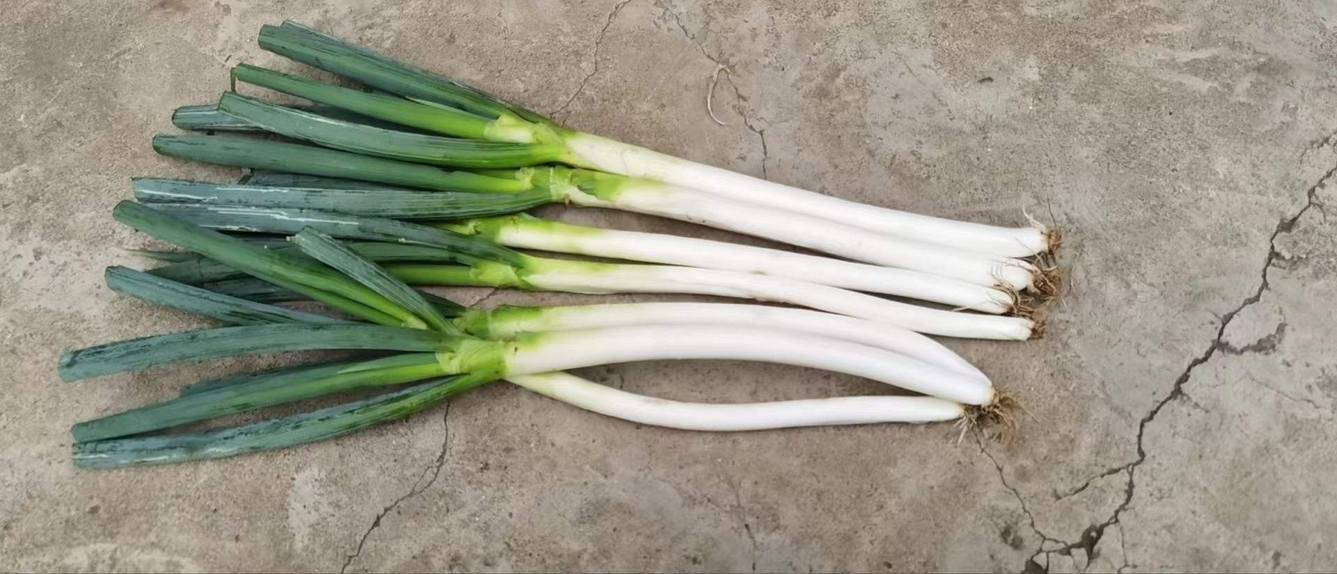 过滤后的大葱水