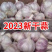 山东大蒜产地精品大蒜供应出口超市市场电商全国发货