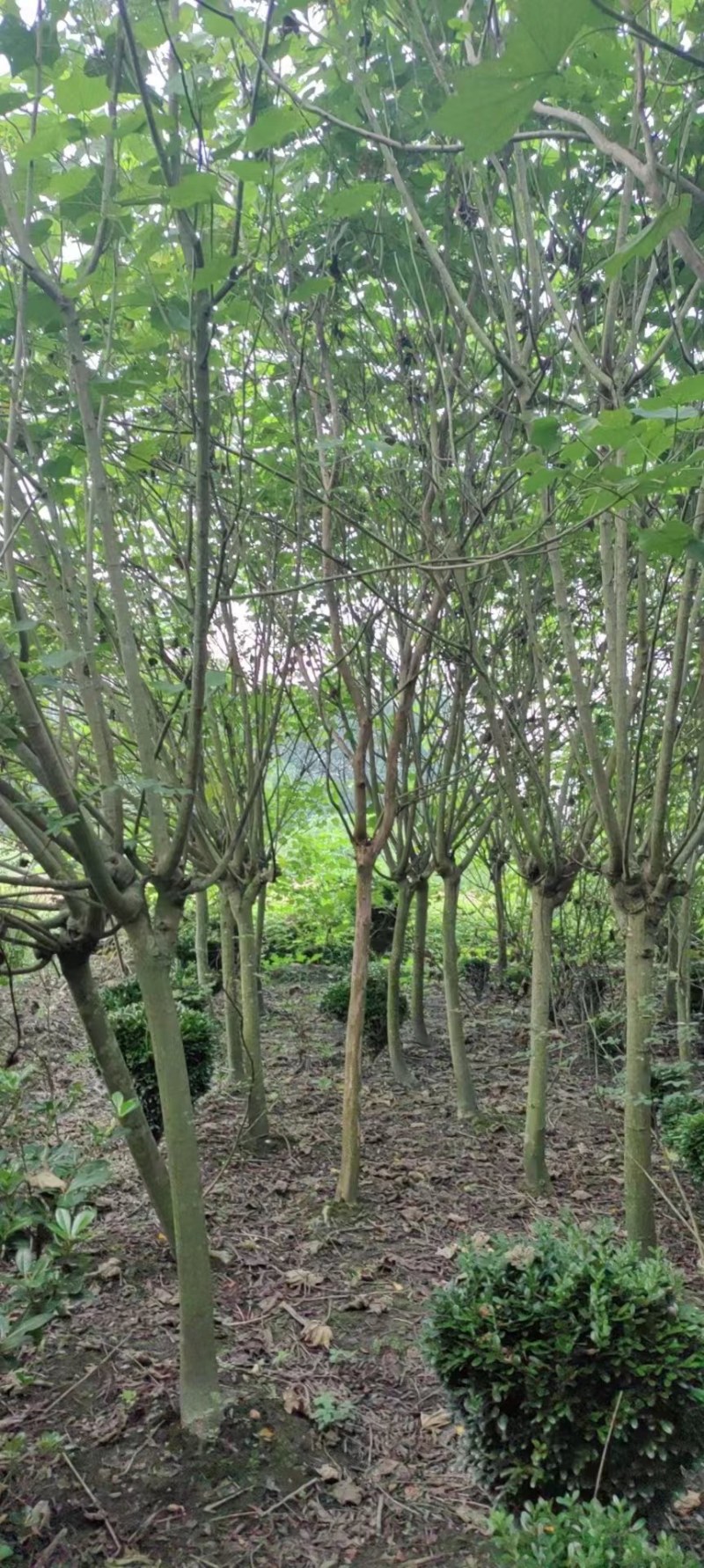 木芙蓉2-5公分木芙蓉价格成都市花芙蓉花产地批发