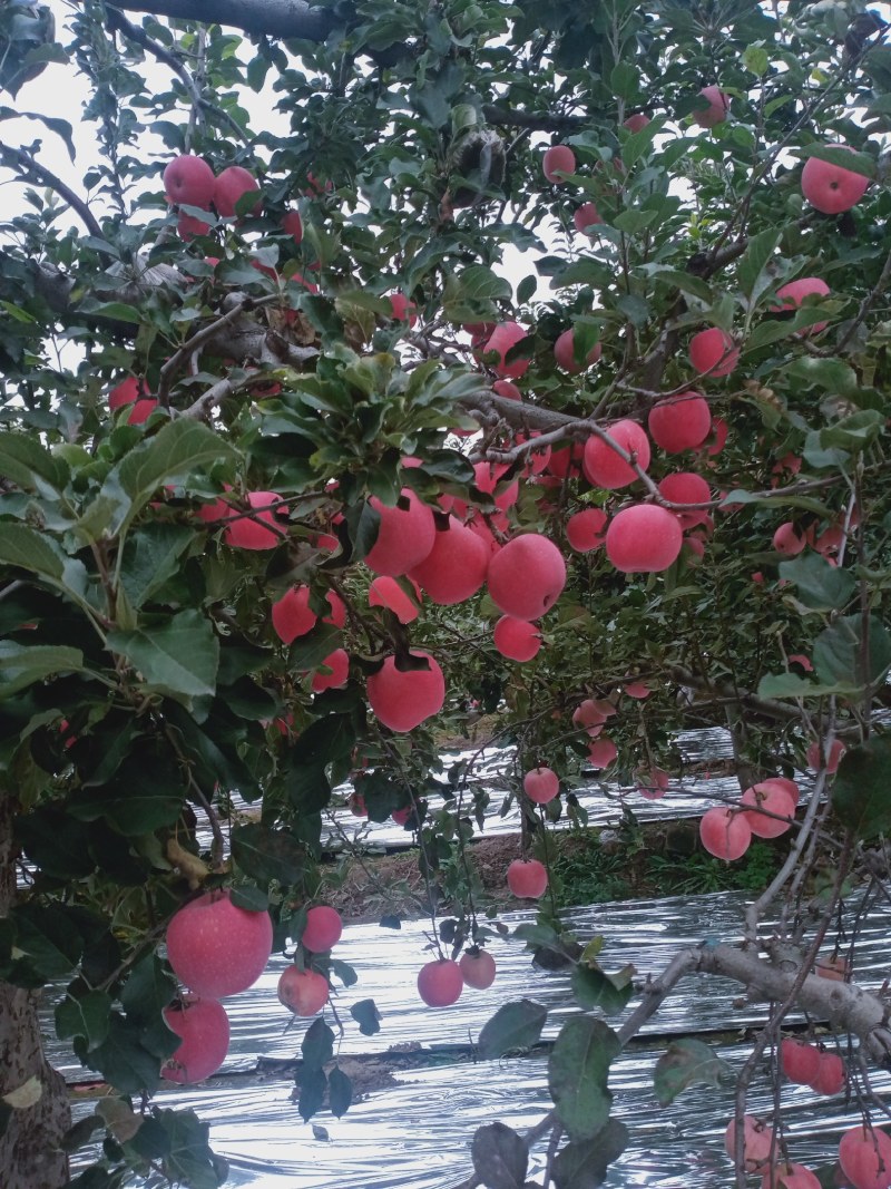 高山纸袋富士苹果大量上市了