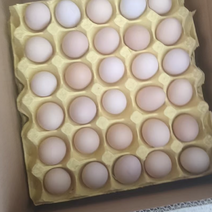 出售26-27双色粉蛋，每天70箱现货
