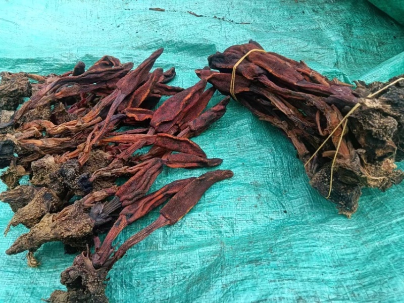 回春草，颜色好，产地直销，量大议价
