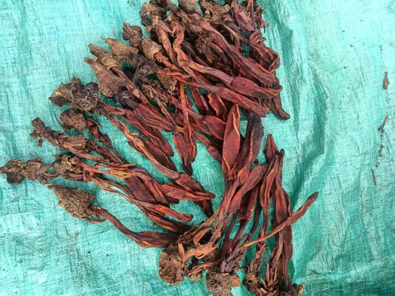 回春草，颜色好，产地直销，量大议价