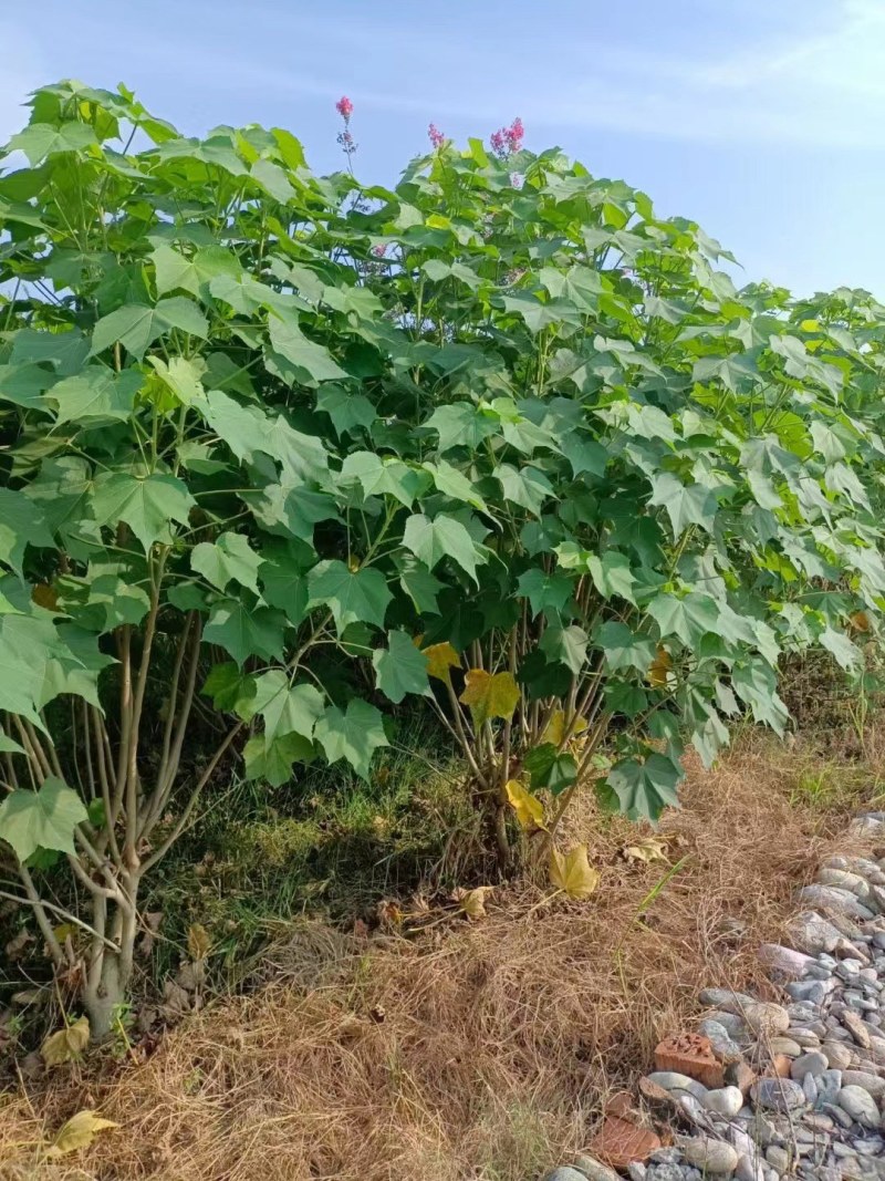 出售木芙蓉，丛生木芙蓉，成都市花木芙蓉，木芙蓉最新价格