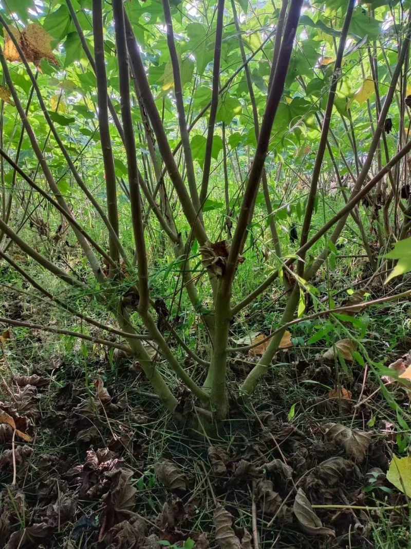 出售木芙蓉，丛生木芙蓉，成都市花木芙蓉，木芙蓉最新价格