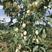 山农酥梨苗晚熟大果高糖梨树苗品种丰产易管理保证品种