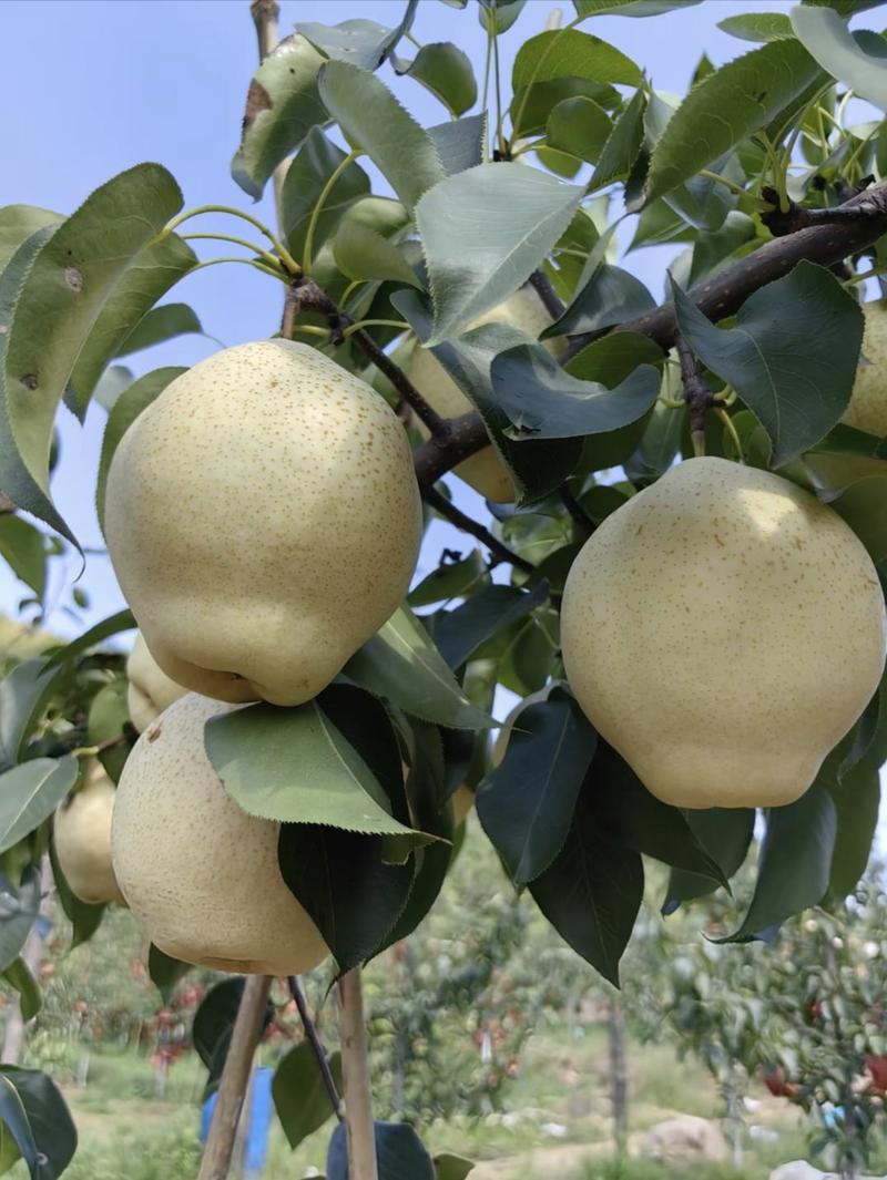 山农酥梨苗晚熟大果高糖梨树苗品种丰产易管理保证品种