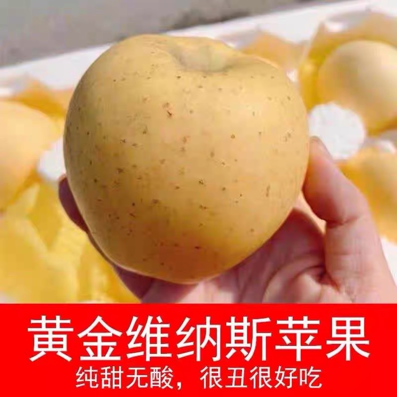 维纳斯黄金苹果