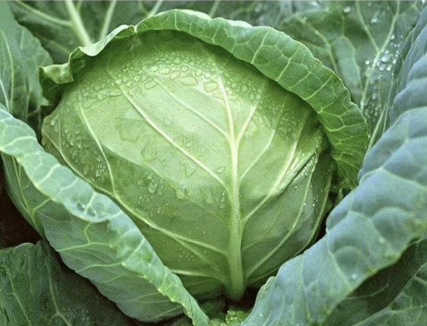 一颗新鲜的绿色圆白菜,叶片紧密包裹,表面带有水珠,背景为厨房环境 新鲜圆白菜的特写图片