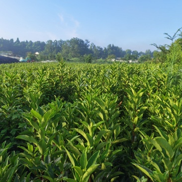 法国冬青（珊瑚树）用作别墅篱笆，都是带土物流配送