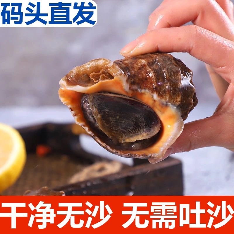 海螺新鲜鲜活大海螺小海螺特大海螺小海螺海螺螺类批发