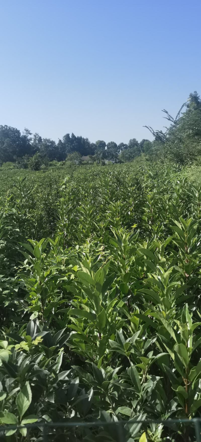 法国冬青（珊瑚树）用作别墅篱笆，都是带土物流配送