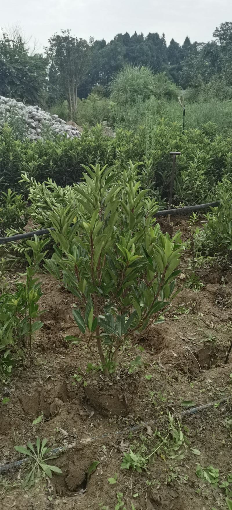 法国冬青（珊瑚树）用作别墅篱笆，都是带土物流配送