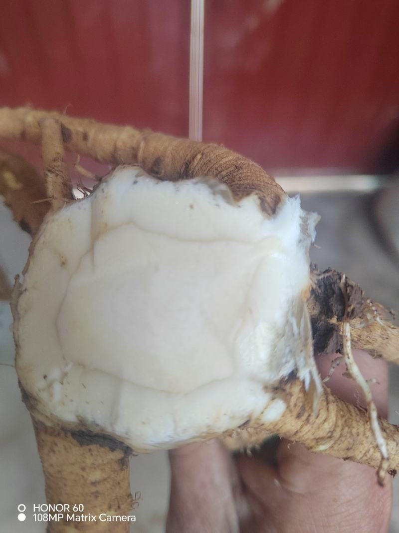 河南焦作优质白芷鲜货