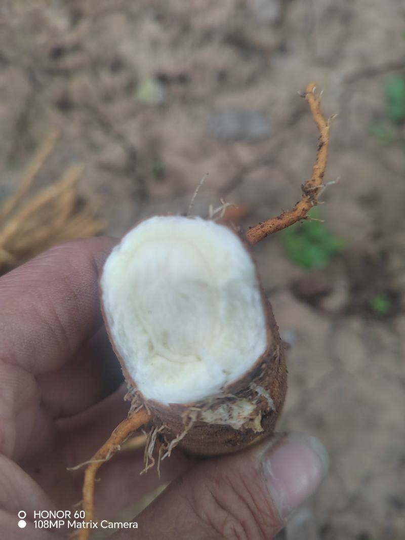 河南焦作优质白芷鲜货