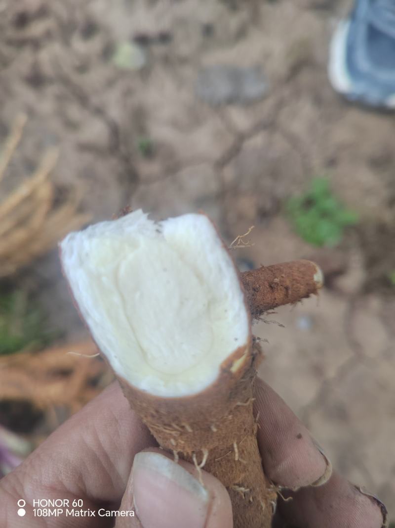 河南焦作优质白芷鲜货