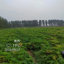 河南焦作优质白芷鲜货