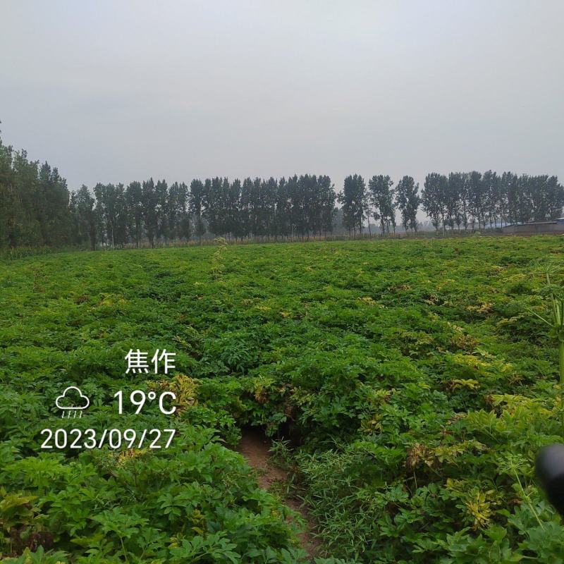 河南焦作优质白芷鲜货