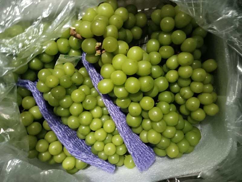 外贸阳光玫瑰冷库货青提晴王电商团购批发精品次货批发