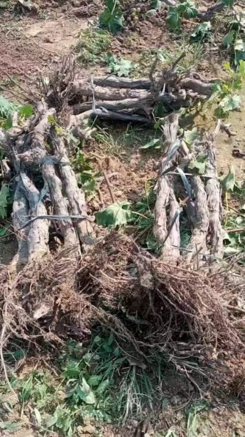 占地葡萄树巨峰京亚阳光各种葡萄树