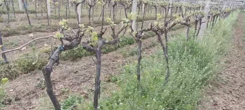 占地葡萄树巨峰京亚阳光各种葡萄树