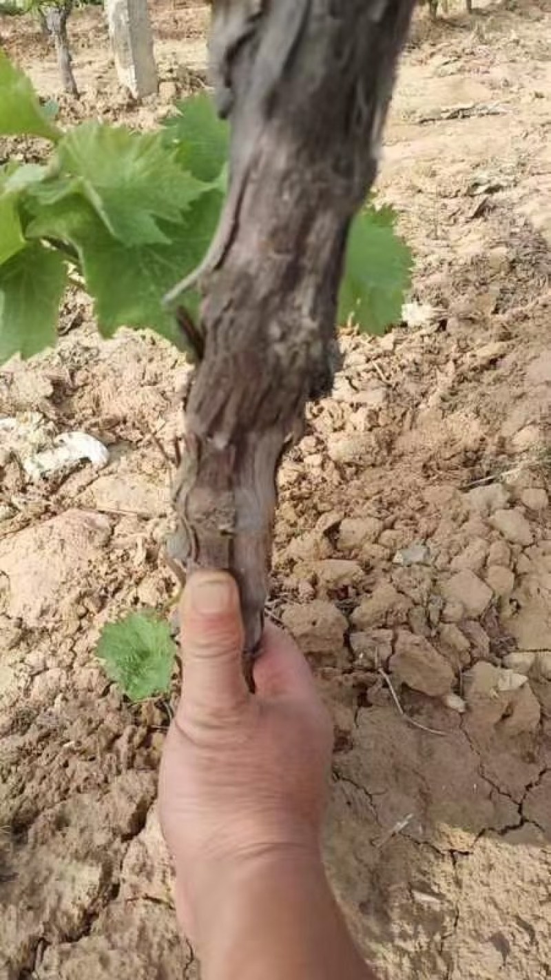 占地葡萄树巨峰京亚阳光各种葡萄树
