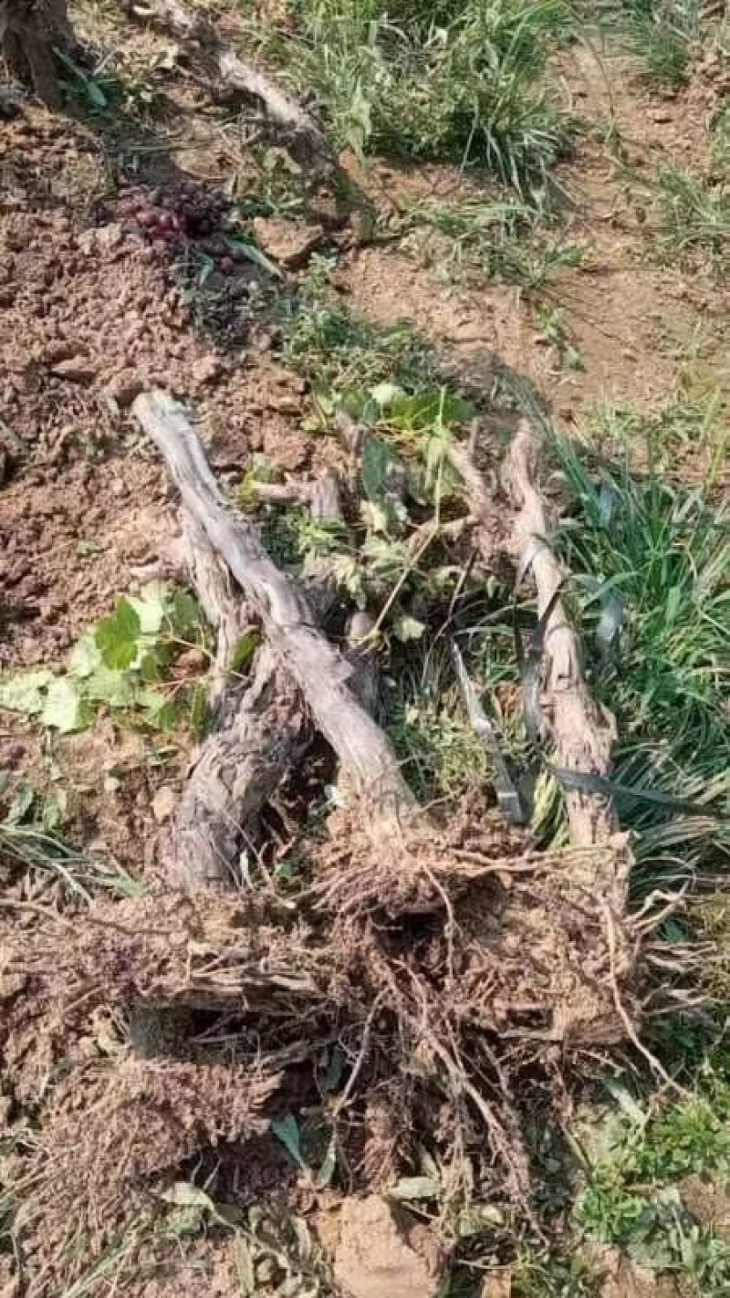 占地葡萄树巨峰京亚阳光各种葡萄树
