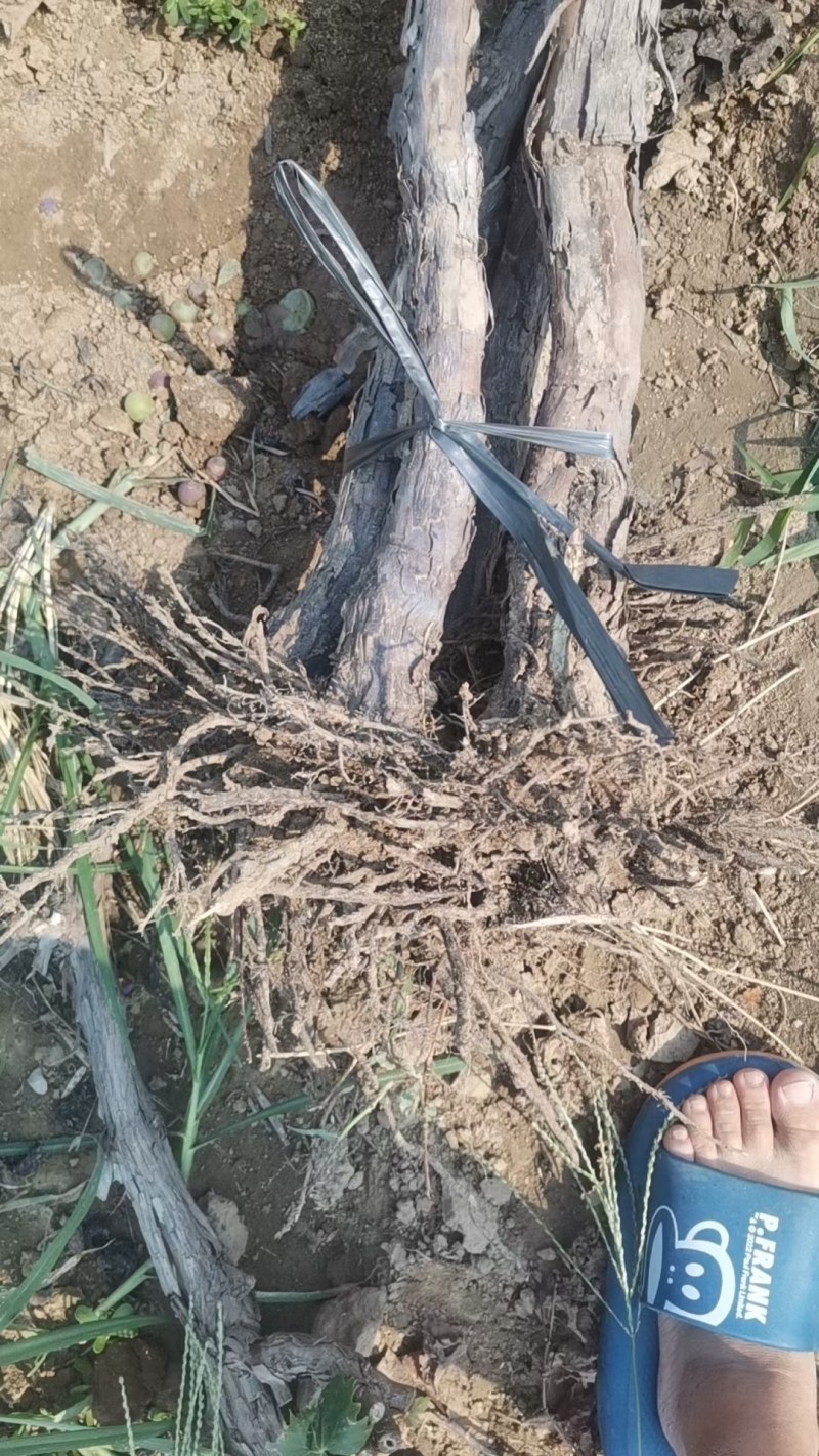 占地葡萄树巨峰京亚阳光各种葡萄树