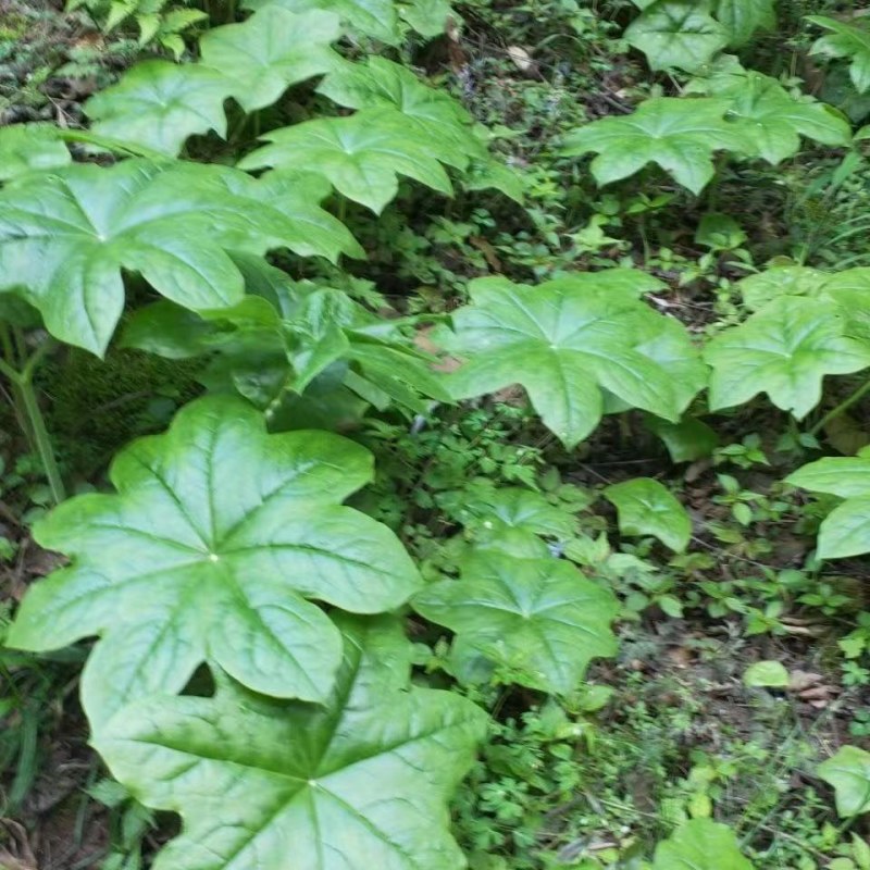 四川全绿八角莲苗三年以上种植八角莲苗江边一碗水苗