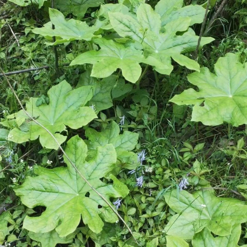 四川全绿八角莲苗三年以上种植八角莲苗江边一碗水苗